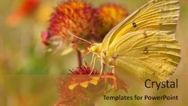  Presentation with sulphur - Cool new PPT layouts with clouded sulphur butterfly backdrop and a gold colored foreground