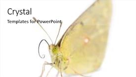  Presentation with sulphur - Audience pleasing slides consisting of clouded sulphur landed backdrop and a white colored foreground