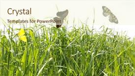  Presentation with beautiful green - Presentation design featuring clouded yellow butterfly - beautiful butterflies on green grass background and a cream colored foreground