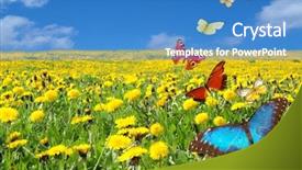  Presentation with butterflies - Presentation theme featuring clouded yellow butterfly - beautiful meadow with flying butterflies background and a teal colored foreground