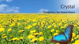  Presentation with meadow - Presentation enhanced with clouded yellow butterfly - beautiful meadow with flying butterflies background and a light blue colored foreground
