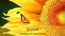  Presentation with rustic sunflower - Presentation theme having clouded yellow butterfly - beautiful warm sunflower background and a  colored foreground