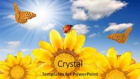  Presentation with rustic floral pic frames - PPT theme with clouded yellow butterfly - floral background background and a gold colored foreground