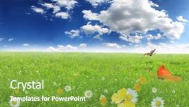  Presentation with spring flowers on textured - Presentation with clouded yellow butterfly - spring meadow with camomiles flowers background and a tawny brown colored foreground