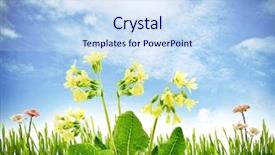  Presentation with retro 1920s english style gangster - Audience pleasing presentation theme consisting of clouded yellow butterfly - spring scenery with primroses backdrop and a sky blue colored foreground