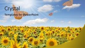  Presentation with summer sun - PPT theme featuring clouded yellow butterfly - summer sun over the sunflower background and a light blue colored foreground