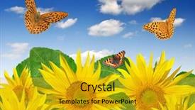  Presentation with butterflies - Theme having clouded yellow butterfly - sunflower field with butterflies background and a  colored foreground