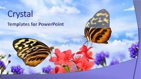  Presentation with blue flower bulb field - Beautiful slides featuring clouded yellow butterfly - two beautiful butterflies common tiger backdrop and a sky blue colored foreground