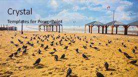  Presentation with footprints and sand beach - Slide deck enhanced with january large flock of pigeon background and a light blue colored foreground