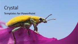  Presentation with sky blue and golden yellow - Amazing presentation having clounds - macro of yellow beetle backdrop and a  colored foreground