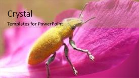  Presentation with flower - Theme featuring clounds - macro of yellow beetle background and a  colored foreground
