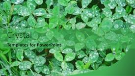  Presentation with clover - Audience pleasing PPT theme consisting of clover field after rain backdrop and a shamrock green colored foreground