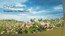  Presentation with clover - Slides with clover field and blue sky background and a light blue colored foreground