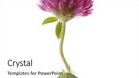  Presentation with clover - Slide deck consisting of clover-flower-isolated-on-white background and a white colored foreground