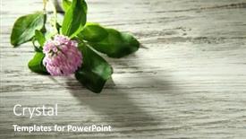  Presentation with clover - Presentation featuring lights for christmas backgournd background and a violet colored foreground