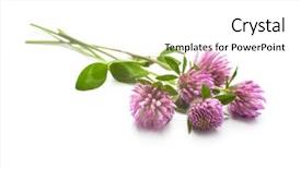  Presentation with clover - Presentation theme having clover flowers and leaves isolated on white background and a white colored foreground