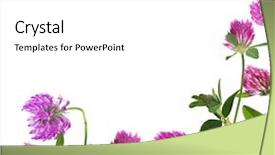  Presentation with clover - Cool new PPT layouts with clover flowers in corner isolated backdrop and a white colored foreground