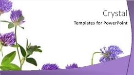  Presentation with clover - Cool new slide set with clover-flowers-in-corner-isolated backdrop and a white colored foreground