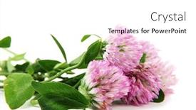  Presentation with clover - Colorful PPT theme enhanced with cosmetic - woman with a bottle backdrop and a gray colored foreground