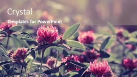  Presentation with purple flowers - PPT theme with clover-flowers-on-a-field background and a coral colored foreground