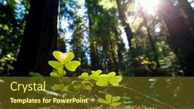  Presentation with dark forest - PPT layouts consisting of clover-in-a-dark-forest background and a tawny brown colored foreground