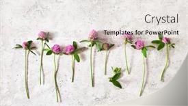  Presentation with alternative medicine - Presentation enhanced with clover-medical-flowers-herbs-alternative background and a sky blue colored foreground