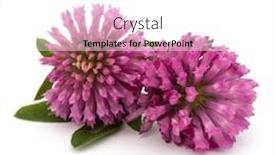  Presentation with clover - PPT theme enhanced with clover or trefoil flower medicinal herbs isolated on white background cutout background and a white colored foreground