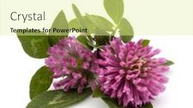  Presentation with clover - Colorful presentation design enhanced with clover or trefoil flower medicinal herbs isolated on white background cutout backdrop and a blonde colored foreground