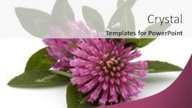  Presentation with clover - Beautiful presentation theme featuring clover or trefoil flower medicinal herbs isolated on white background cutout backdrop and a white colored foreground