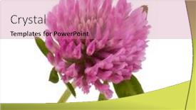  Presentation with clover - Audience pleasing slide deck consisting of clover or trefoil flower medicinal herbs isolated on white background cutout backdrop and a coral colored foreground
