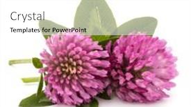  Presentation with clover - Slides enhanced with clover or trefoil flower medicinal herbs isolated on white background cutout background and a white colored foreground