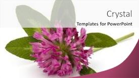  Presentation with clover - Slide deck consisting of clover-or-trefoil-flower-medicinal background and a white colored foreground