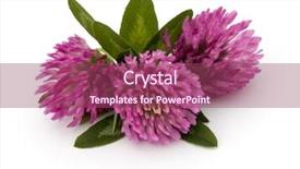  Presentation with clover - Theme having clover or trefoil flower medicinal herbs isolated on white background cutout background and a violet colored foreground