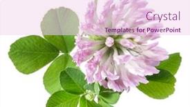  Presentation with clover - PPT theme with clover or trefoil leaves background and a pink colored foreground