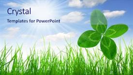  Presentation with four leaf clover - Audience pleasing PPT theme consisting of clover quarterfoils with fresh spring backdrop and a sky blue colored foreground