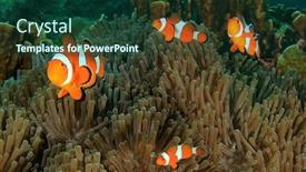  Presentation with coral reef - Presentation theme enhanced with clown-anemonefish-clownfish-fish background and a forest green colored foreground