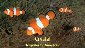  Presentation with coral - Slides consisting of clown-anemonefish-clownfish-fish background and a tawny brown colored foreground