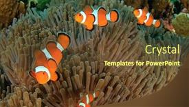  Presentation with coral reef - PPT theme with clown-anemonefish-clownfish-fish background and a tawny brown colored foreground