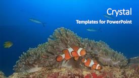  Presentation with clownfish nemo fish - Slides enhanced with clown anemonefish clownfish nemo fish background and a gray colored foreground