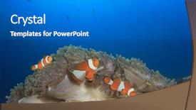  Presentation with clownfish nemo fish - PPT layouts consisting of clown anemonefish clownfish nemo fish background and a gray colored foreground
