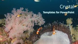  Presentation with sea coral - Presentation theme with clown anemonefish in sea anemone on coral reef clownfish fish background and a ocean colored foreground