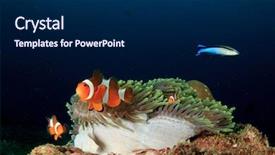  Presentation with clown - Colorful PPT layouts enhanced with clown anemonefish nemo and anemone backdrop and a navy blue colored foreground