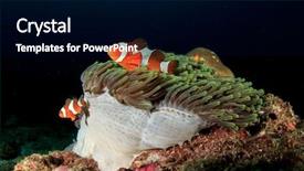  Presentation with aquarium sea anemone - Colorful slide deck enhanced with clown anemonefish nemo and anemone backdrop and a black colored foreground