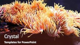  Presentation with clown - Slides having clown fish and anemone background and a tawny brown colored foreground