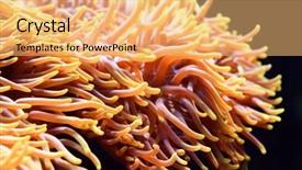  Presentation with clown - Slide deck featuring clown fish and anemone background and a yellow colored foreground