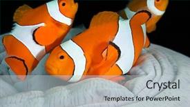  Presentation with clown - Presentation design featuring travel and vacation photo frames and items on wooden table top view background and a light blue colored foreground