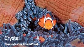  Presentation with clown - Cool new slides with clown fish family amphiprion ocellaris backdrop and a ocean colored foreground