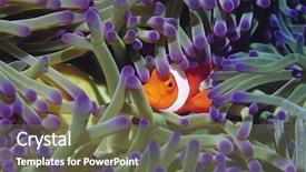  Presentation with fish at sea - Beautiful presentation theme featuring clown fish hiding among sea backdrop and a tawny brown colored foreground