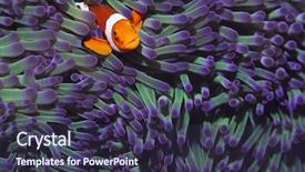  Presentation with clown - Audience pleasing PPT theme consisting of clown fish hiding among sea backdrop and a tawny brown colored foreground