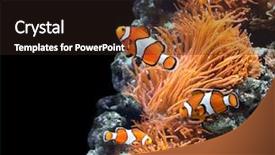 Presentation with black sea - PPT theme with clown fish in marine aquarium background and a wine colored foreground